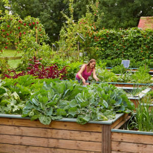 solar watering system