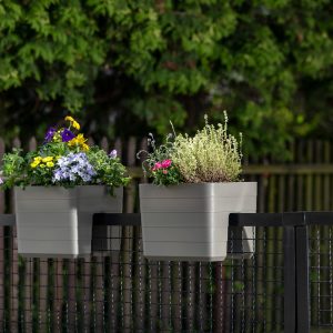 Self-watering rail flower box Berberis on fence2