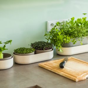 Microgreening and regrowth kit on kitchen table.