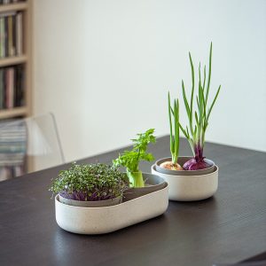 Microgreens and regrowth kit + reGrow dish.