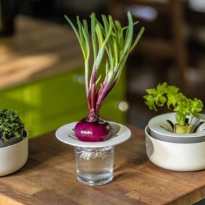 Herb regrow liner with bulb sprout.