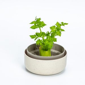 Regrow bowl with celery.