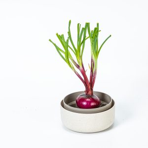 Regrow bowl with onion.