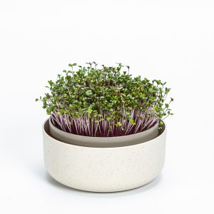 Microgreens growing bowl_1