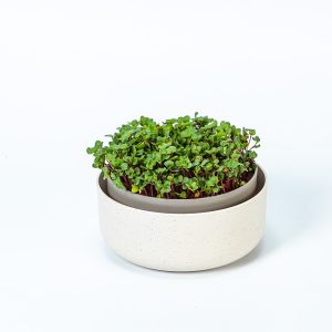 Microgreens growing bowl