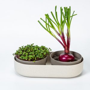 Microgreens & Regrow bowl combo